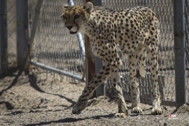 شناسایی ۲۷ فرد یوزپلنگ آسیایی در ایران