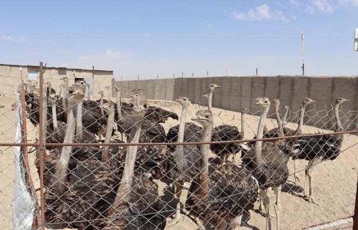 محقق شدن تولید ۲۵۰ تن گوشت شترمرغ در استان قزوین