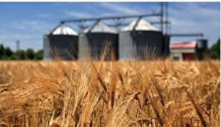 قیمت خرید تضمینی گندم در سال زراعی جاری اعلام شد