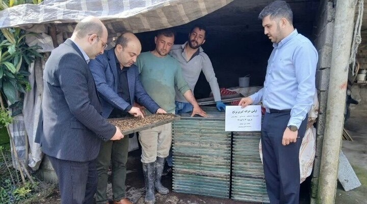 نخستین خزانهگیری مکانیزه برنج در آستارا اجرا شد