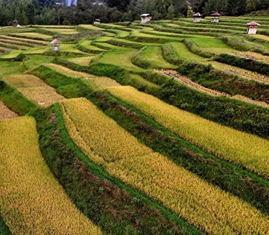 مدیر امور اراضی گیلان: ۳۹ مورد تغییر کاربری غیرمجاز در گیلان شناسایی شد