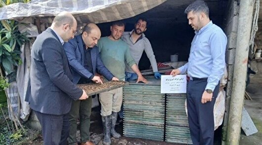 نخستین خزانه‌گیری مکانیزه برنج در آستارا اجرا شد