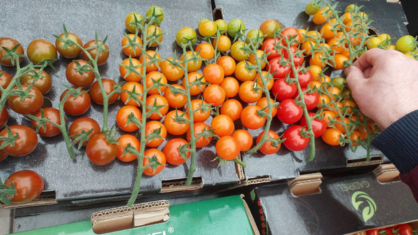 ۱۵۰ هکتار گلخانه امسال در اردبیل به بهره&zwnj;برداری می&zwnj;رسد