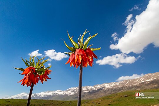 دشت لاله‌های واژگون در کوهرنگ