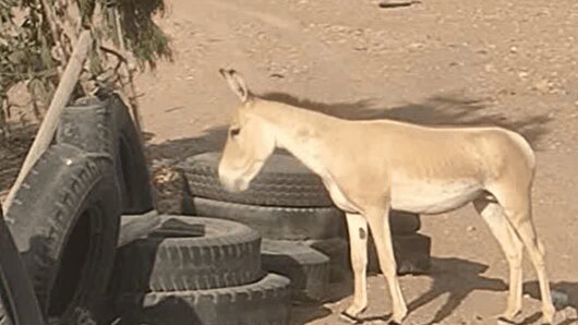 مشاهده گورخر ایرانی در پناهگاه حیات‌وحش عباس‌آباد نایین