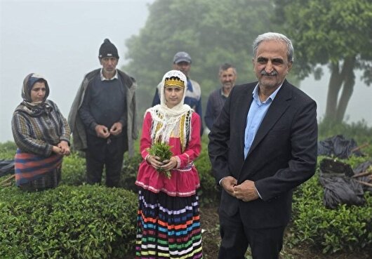 افزایش ۷۲ درصدی قیمت خرید تضمینی چای