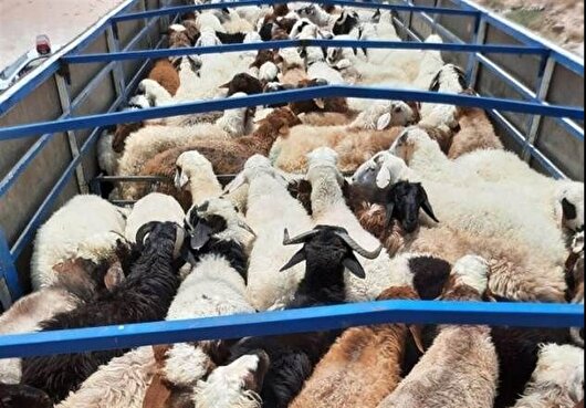 توقیف ۳ کامیون حامل ۲۴۲ رأس گوسفند فاقد مجوز در کوهدشت
