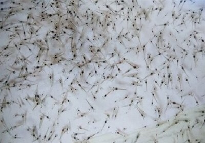 تکثیر و نرسری ۱۰ میلیون قطعه بچه ماهی با سرمایه گذاری بیش از ۲۴۰ میلیارد ریال انجام شده است