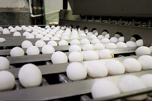 ماجرای جهش قیمت تخم‌مرغ چه بود؟