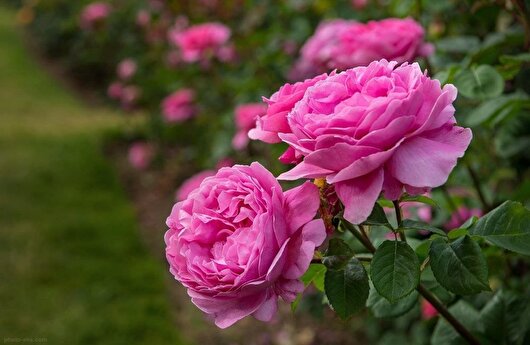 پیش بینی تولید ۱۵۱ تن گل محمدی در گیلان
