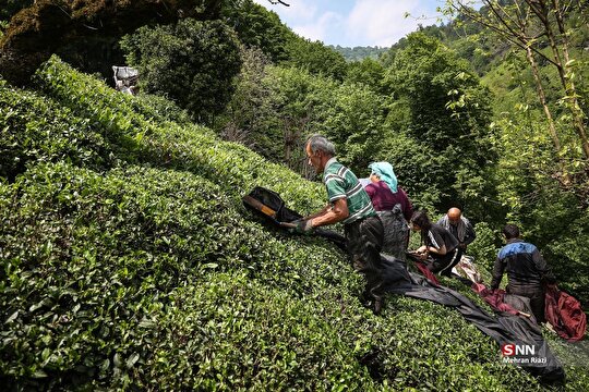 برداشت بهاره چای در شهرستان املش