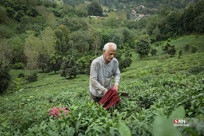 برداشت بهاره چای در شهرستان املش