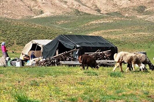 ۲۳ درصد تولید گوشت مصرفی آذربایجان شرقی توسط عشایر