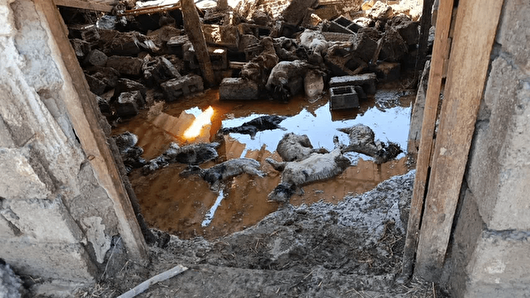 تلف شدن ۲۰۰ رأس دام در اردبیل
