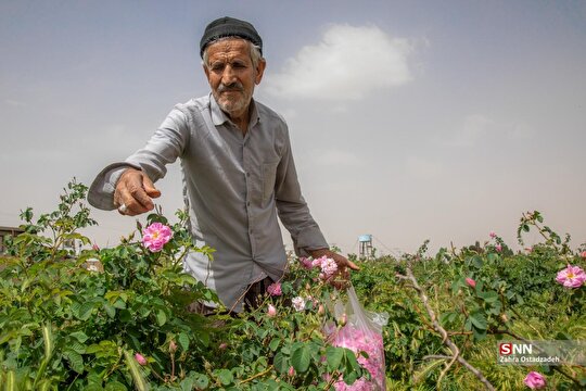 برداشت گل محمدی در اصفهان