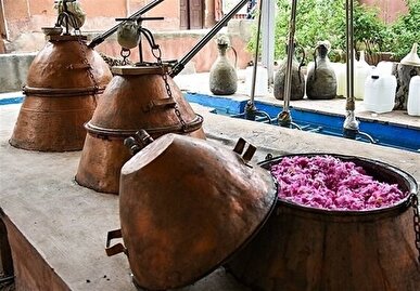 جشنواره گلابگیری بروجرد در مزرعه گردشگری آنی‌گل برگزار شد