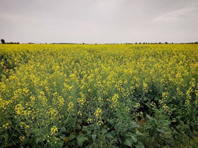 برداشت طلای زرد در دلگان؛ تولید بیش از ۳۲۰ تن کلزا