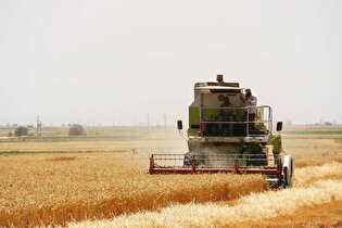 تولید گندم ایران در محاصره خشکسالی‌های فصلی/ چرا خودکفایی گندم کشور پایدار نیست؟