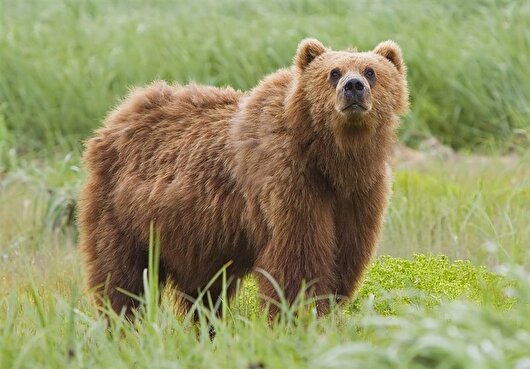 جزئیات حمله خرس به محیط‌بان گرگانی