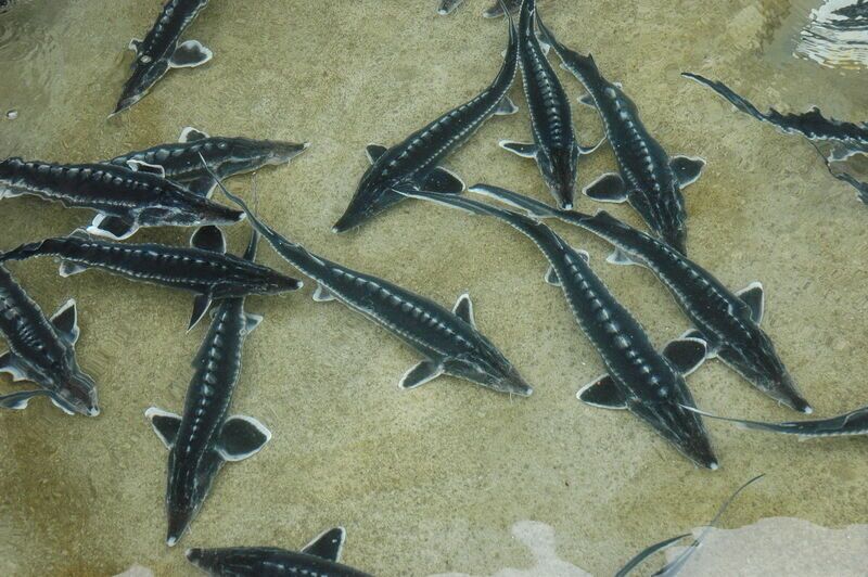 گلستانی&zwnj;ها ۱۱۰۰ کیلو خاویار پرورشی تولید کردند