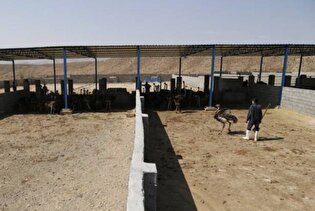 پروژه پرورش شترمرغ جابجا نمی‌شود/ قانون به زودی حرف آخر را می زند