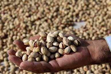 ۴۵ هزار تن پسته خراسان رضوی راهی بازار‌های جهانی