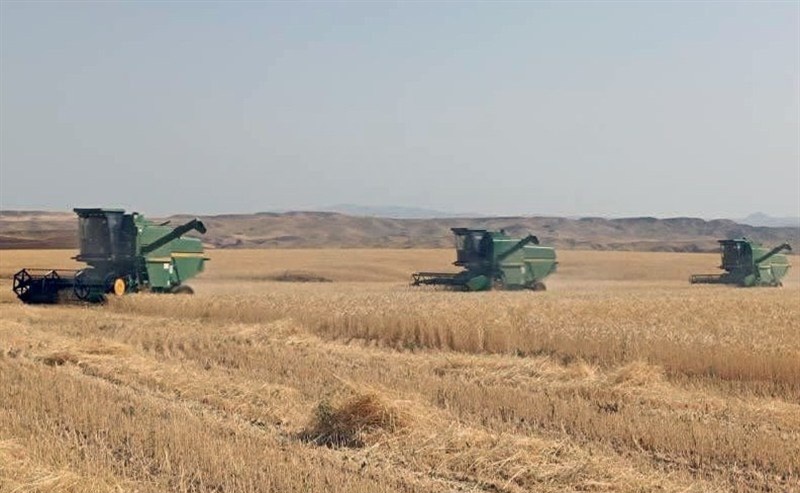 قیمت خرید تضمینی گندم و کلزا در مرند برای سال ۱۴۰۵ تعیین شد