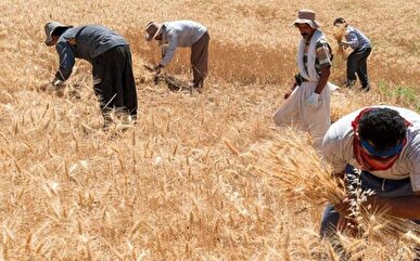 پرداخت مطالبات گندمکاران ایلامی به‌صورت مرحله‌ای در حال انجام است