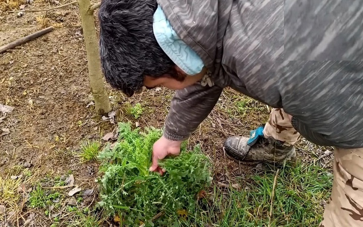 ضرورت جایگزینی کشت مواد مخدر با محصولات سودآور