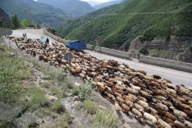 انسداد موقت جاده چالوس و آزادراه تهران_شمال به دلیل عبور احشام