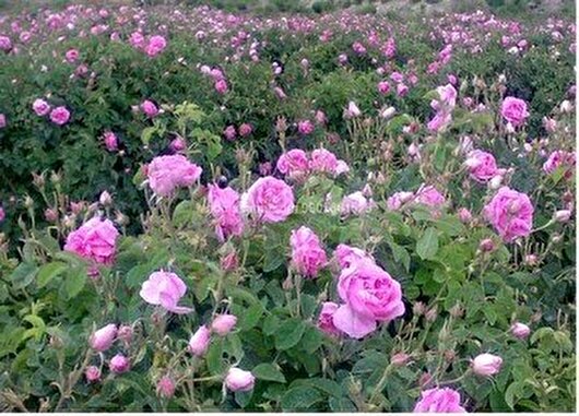 خریداری ۱۴ ميليارد گل‌محمدی توسط تعاون‌روستایی گلستان