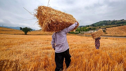خرید بیش از ۳۹ هزار تن گندم از کشاورزان کرمانشاهی آغاز شد