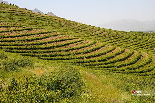 برداشت گل محمدی از مزارع چلیچه