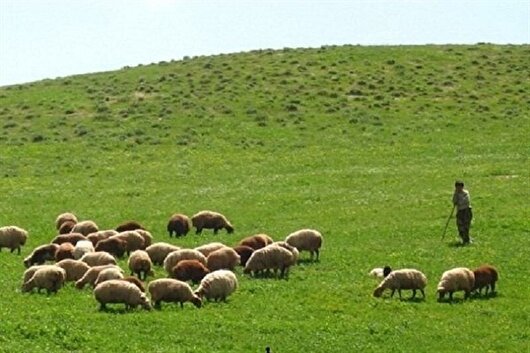 مجوز برداشت علوفه در مناطق ییلاقی گلستان صادر شد