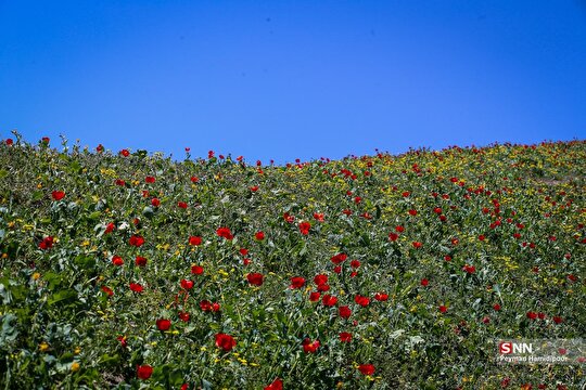 دشت شقایق وحشی در بجنورد