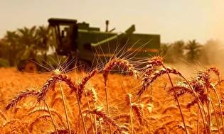 پرداخت مطالبات گندم کاران از امروز آغاز می‌شود