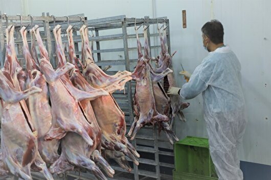 استقرار ۲۳ گروه دامپزشکی زنجان برای نظارت بر ذبح دام در عید قربان