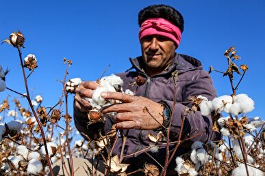 احیای کشت پنبه با شعار فراهم نمی‌شود