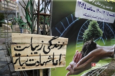 ظیبا