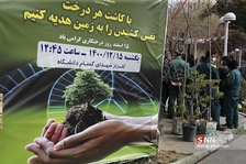 ظیبا