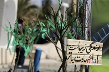 ظیبا