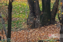 یزتل