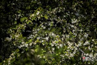 بوستان جمشدیه در روز های بهاری