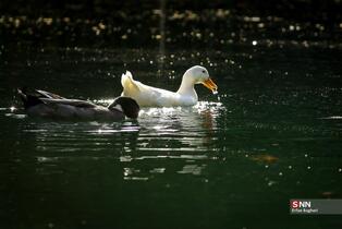 بوستان جمشدیه در روز های بهاری