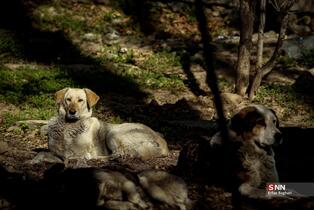 بوستان جمشدیه در روز های بهاری