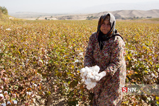 panbe