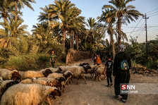 دیوانیه