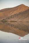 hamidi