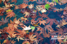 fall