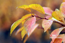 fall